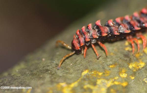 Red Bornéo centipede
