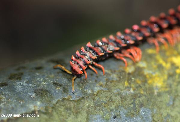 Red Bornéo centipede