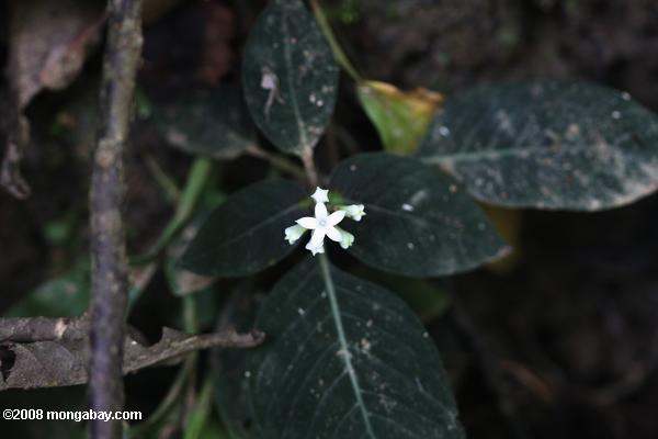 flor branca