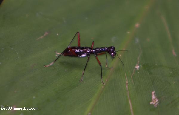暗赤色の甲虫
