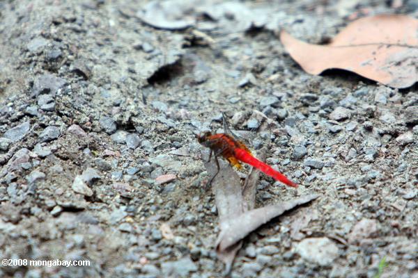 leuchtend rote Libelle