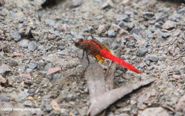 vermelho brilhante libélula