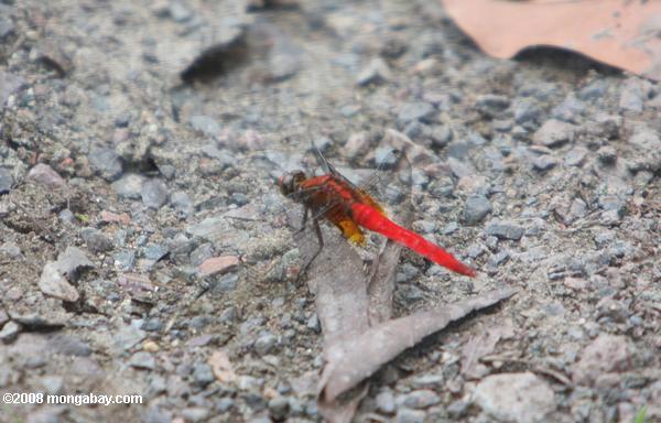 libélula de color rojo brillante