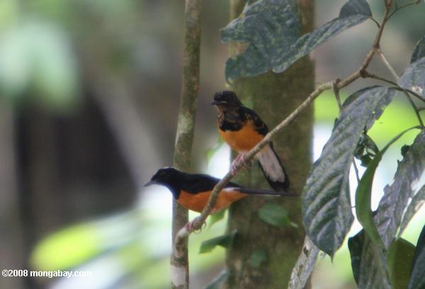 птица с белой головой, черные крылья, и оранжевые груди