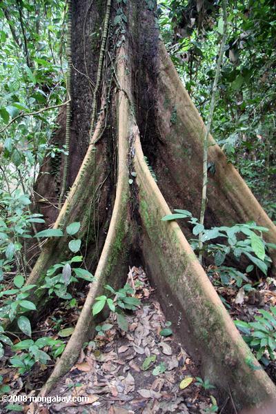 Étayer les racines d'un arbre couvert