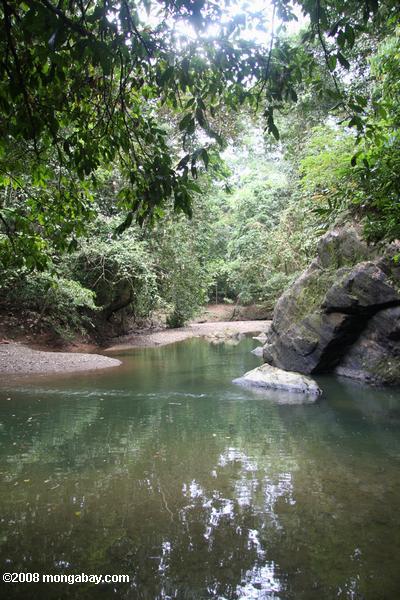 creek floresta tropical no Bornéu