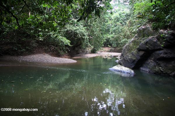 creek floresta tropical no Bornéu