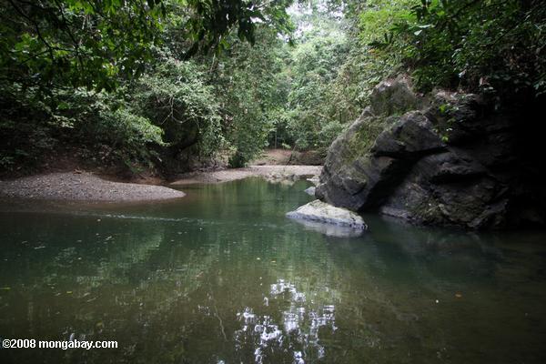 ボルネオの熱帯雨林の小川