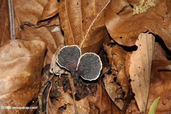 грибков в опавшие листья
