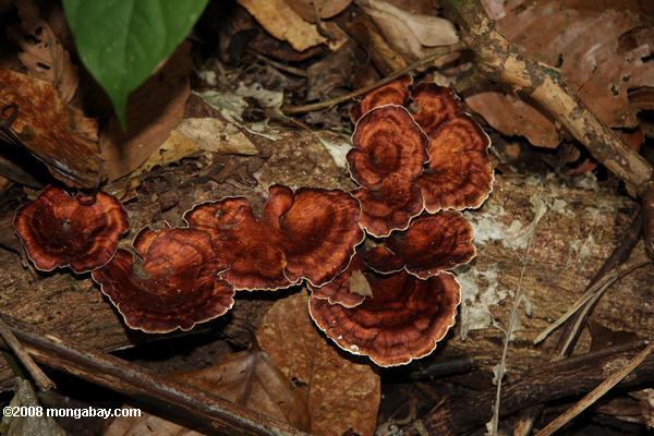 Rost-farbige Pilze