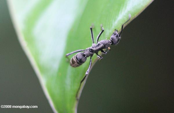 Borneo ant