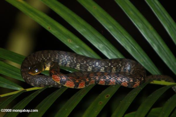 serpiente de color rojizo marrón oscuro con bandas