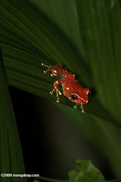 Frosch mit leuchtenden grünen Flecken in Borneo