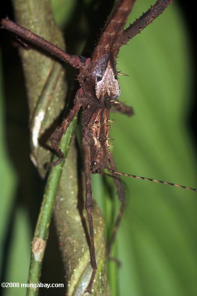 Giant bâton insectes à Bornéo