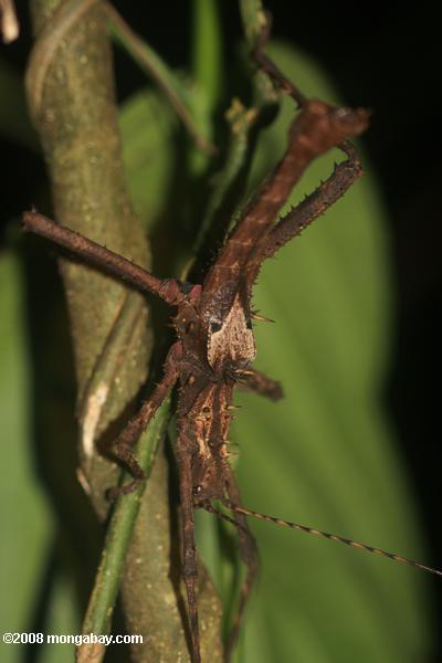 pau gigante inseto em Bornéu