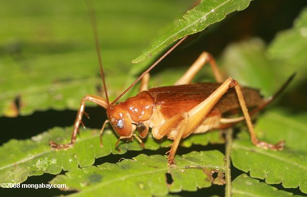 Grasshopper-insectes comme les yeux d'argent
