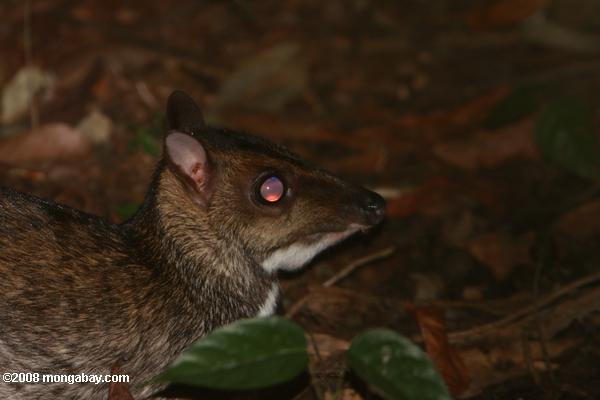 小マウス鹿（ tragulus javanicus ）
