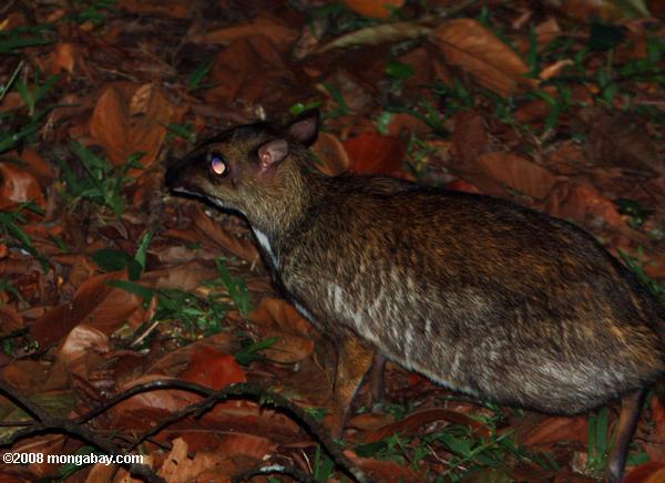 cervo menor do mouse (tragulus javanicus)