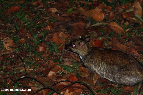 ciervo ratón menor (tragulus javanicus)