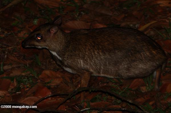 ciervo ratón menor (tragulus javanicus)