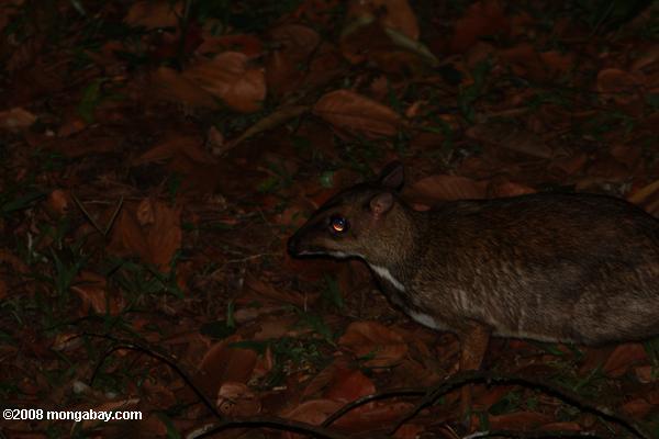 cervo menor do mouse (tragulus javanicus)