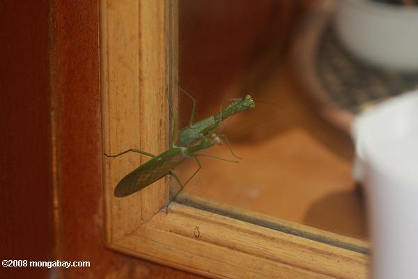 verde mantis religiosa