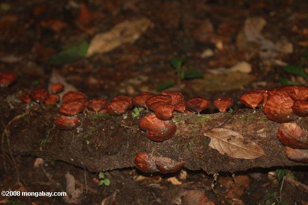 赤茶色の菌類