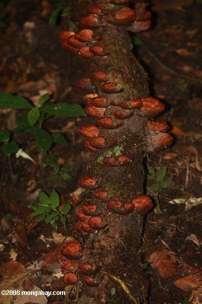 vermelho-acastanhada fungos