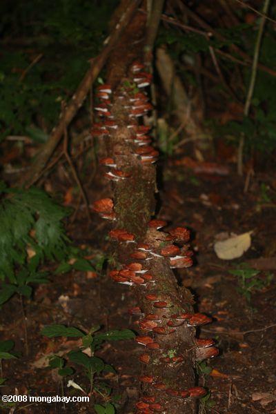 赤茶色の菌類