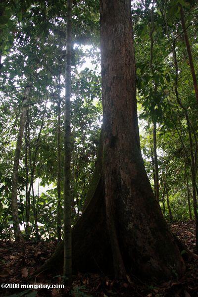 ボルネオの熱帯雨林の木のルーツを強調する