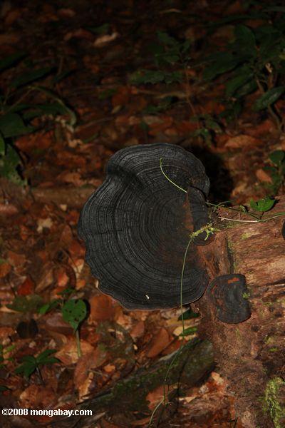 ボルネオの熱帯雨林では、巨大な黒い菌類