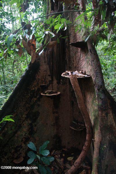 Forêts tropicales de Bornéo étayer arbre avec racines