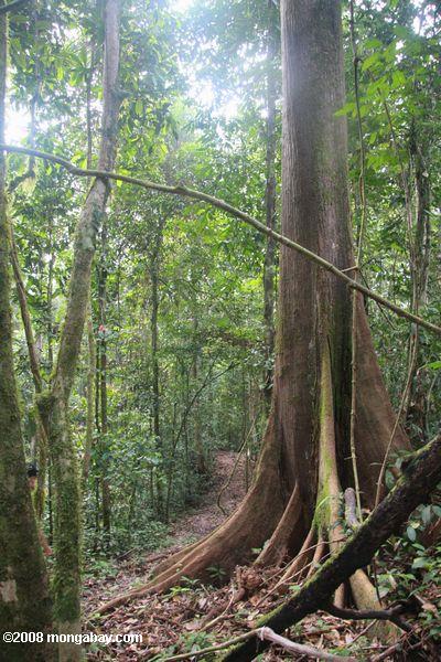 ボルネオの熱帯雨林の木のルーツを強調する