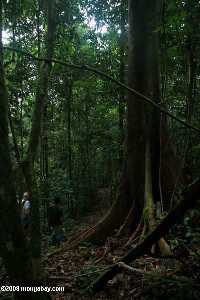 Forêts tropicales de Bornéo étayer arbre avec racines