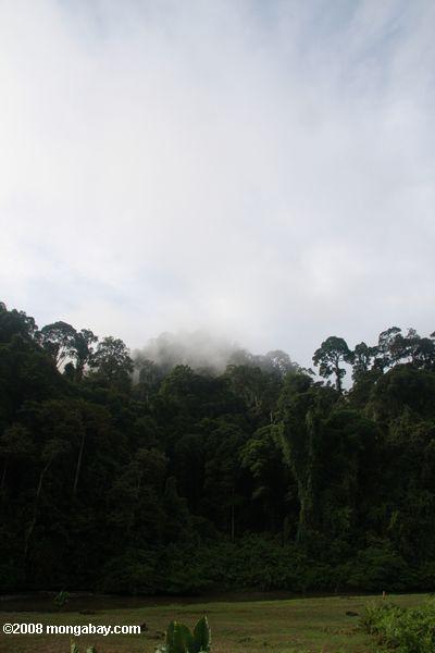 Forêt tropicale de Bornéo