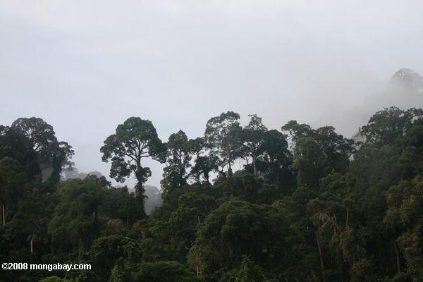 Борнео дождевой лес
