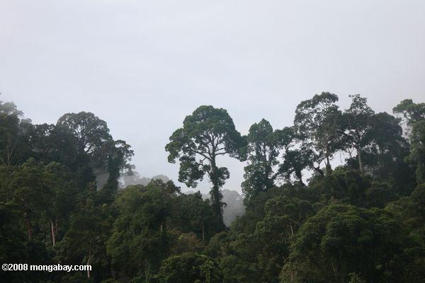 selva tropical de Borneo