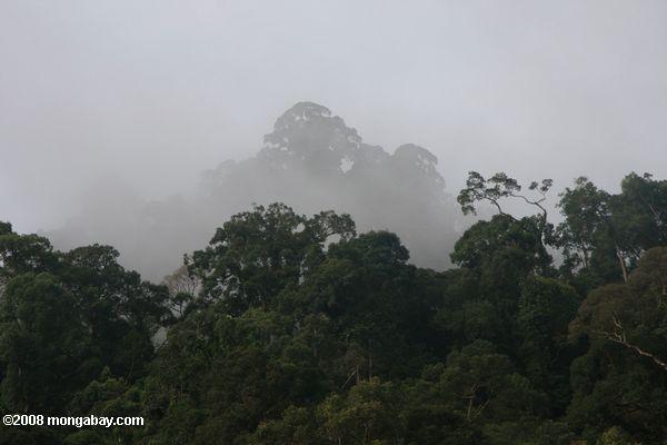 selva tropical de Borneo