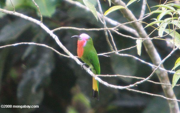 pájaro verde con una cara de lavanda, un pecho de color rojo, amarillo y negro y cola