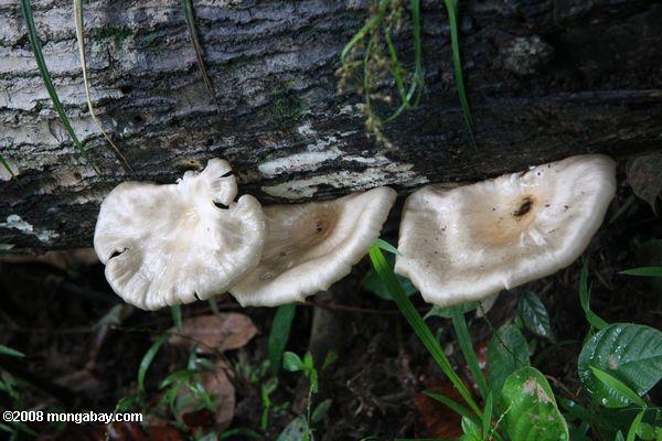 белый металлик грибами