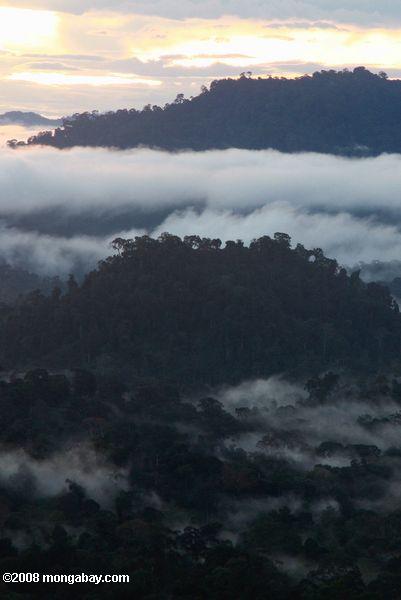 Закат над тропических лесах Борнео