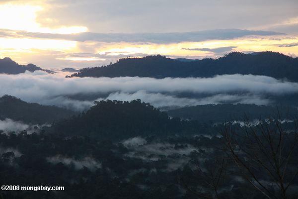 Sonnenuntergang über dem Borneo Regenwald