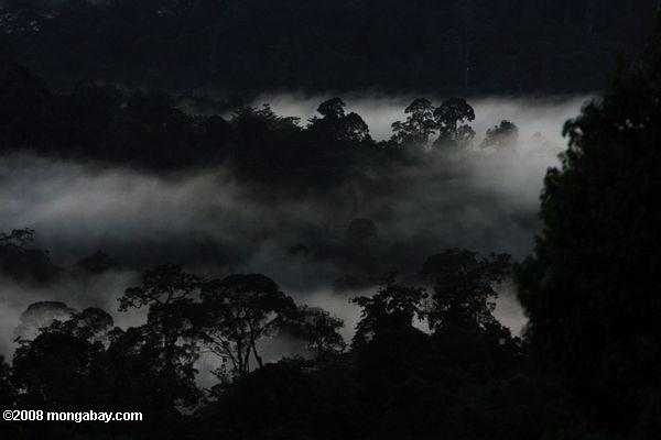 は、ボルネオ島の熱帯雨林で日没