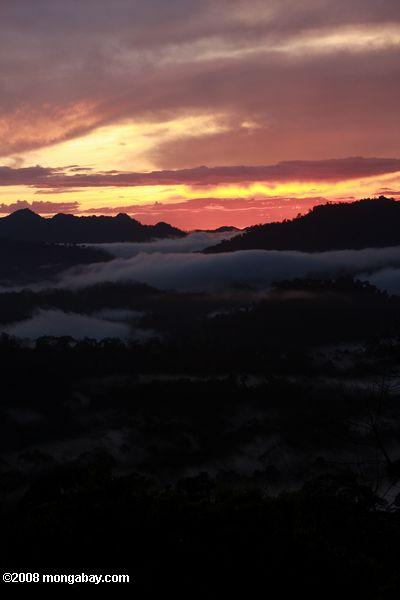 は、ボルネオ島の熱帯雨林で日没