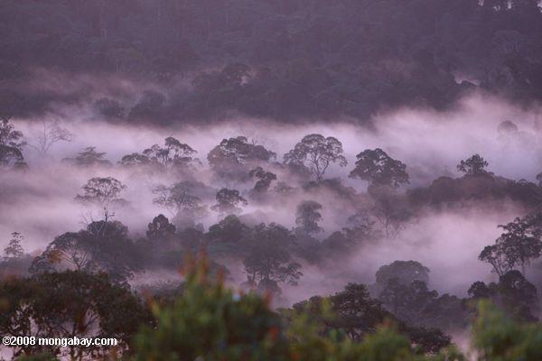 Закат над тропических лесах Борнео