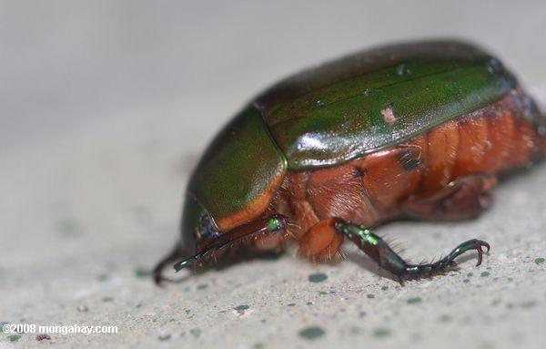 grün gesichert Käfer mit orange underparts