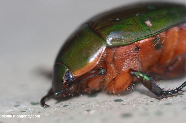 grün gesichert Käfer mit orange underparts