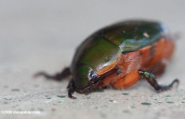 escarabajo verde con el respaldo de naranja underparts
