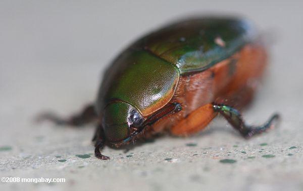 escarabajo verde con el respaldo de naranja underparts
