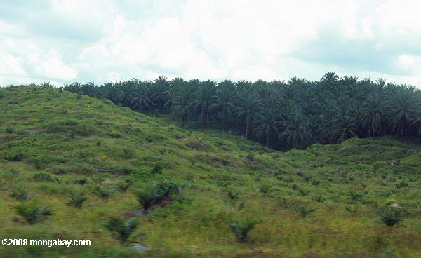 Nouvelle plantation de palmiers à huile